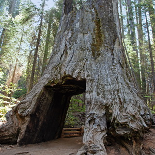 Yosemite - Mariposa Grove - Wawona Tunnel Tree